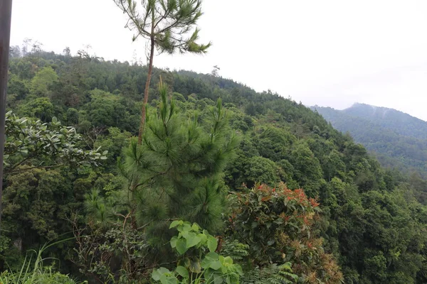 natural scenery that is cool and fresh with trees during the day, Sidomukti umbul coffee hut