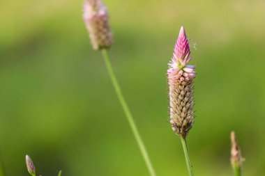 selective focus of ornamental plant 