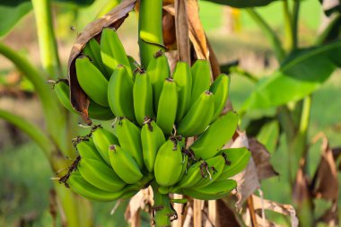 A bunch of green bananas that are about to ripen in a fresh green color, banana tree background
