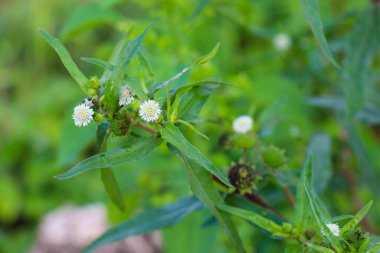 beautiful view of plant leaves exposed to morning dew