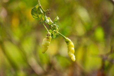 Cayenne pepper that looks fresh and fresh is ready to be harvested
