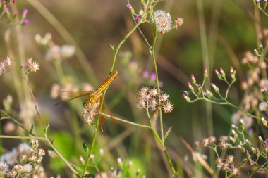 dragonflies hanging on leaves and flower plants