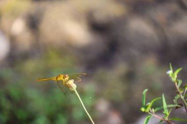 dragonfly hanging on a tree branch
