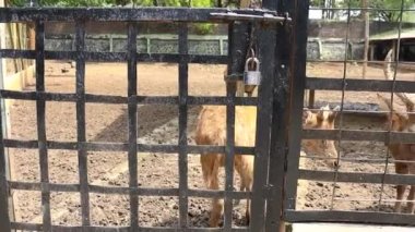 A deer is entertaining tourists with its action at the Semarang Zoo.