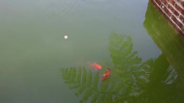 Semarang, December 2022. View of koi fish in fresh water artificial Celosia Semarang flower garden.