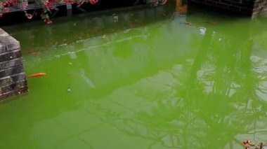 Semarang, December 2022. View of koi fish in fresh water artificial Celosia Semarang flower garden.