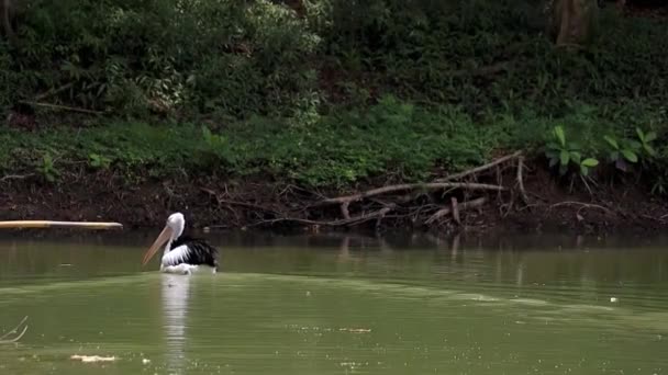 Gölde Yüzen Güzel Pelikanlar — Stok video