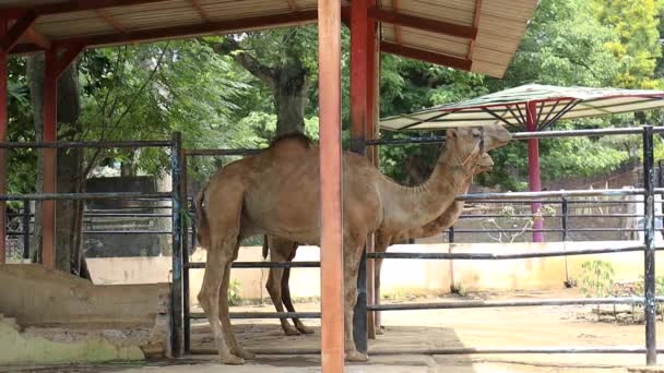 동물원에서 있었던 행동으로 관광객들을 즐겁게 낙타의 — 비디오