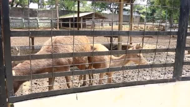 Олень Розважає Туристів Своїми Діями Зоопарку Семаранг — стокове відео