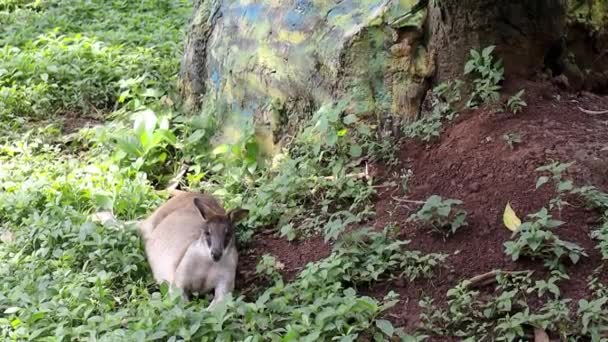 Imagens Kangooro Entreter Turistas Com Sua Ação Zoológico Semarang — Vídeo de Stock