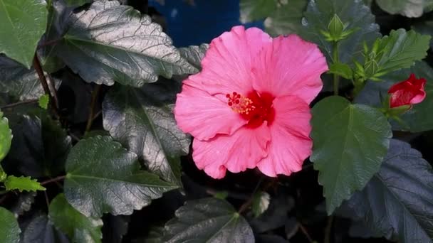 Hibiscus Flower Hibiscus Rosa Sinensis Είναι Θάμνος Της Οικογένειας Malvaceae — Αρχείο Βίντεο
