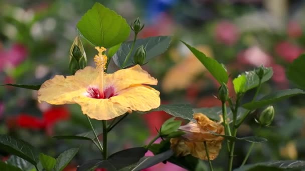 Hibiscus Rosa Sinensis Кустарник Семейства Malvaceae Родом Восточной Азии Широко — стоковое видео