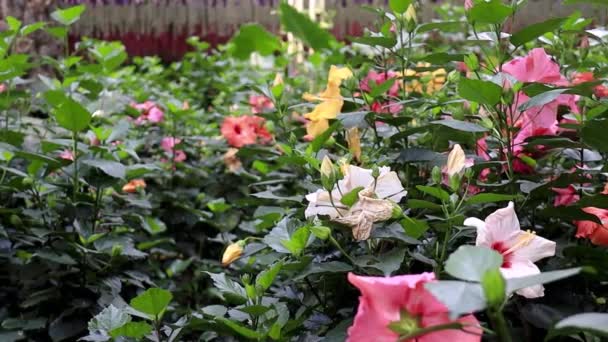 Květ Ibišku Hibiscus Rosa Sinensis Keř Čeledi Malvaceae Pocházející Východní — Stock video