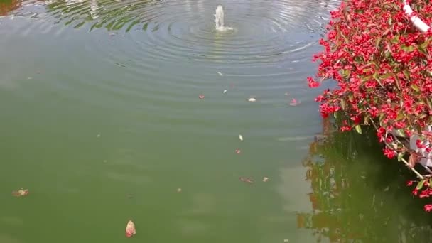 Semarang December 2022 View Koi Fish Fresh Water Artificial Celosia — Stockvideo