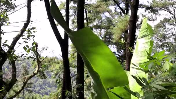 Красивий Вид Листя Рослини Піддається Ранковій Росі — стокове відео
