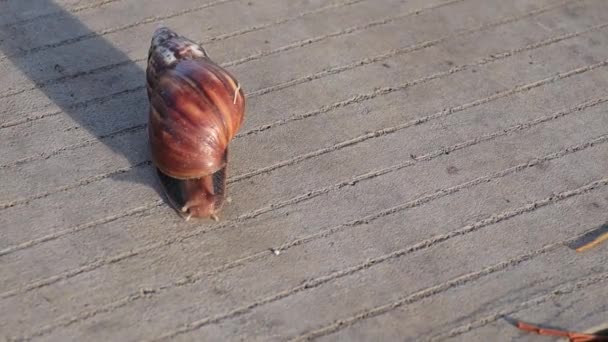 Footage Snail Stone — Video