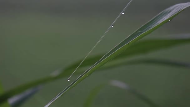 Beautiful View Plant Leaves Exposed Morning Dew — Vídeo de stock