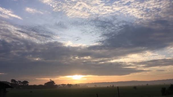 Views Rice Fields Sun Morning Cool Weather — Stock videók