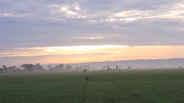 Blick Auf Reisfelder Und Die Sonne Morgen Bei Kühlem Wetter — Stockvideo