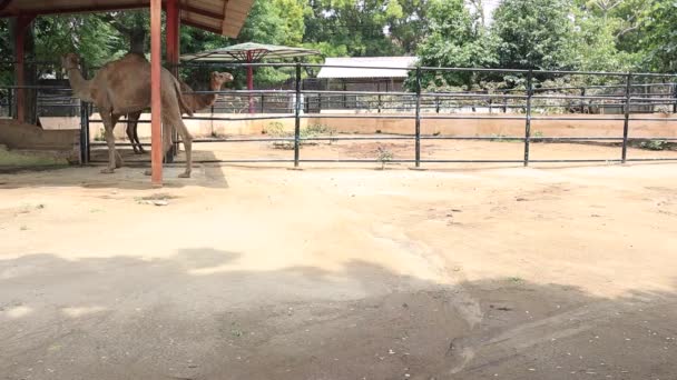 Imágenes Camellos Divertidos Turistas Con Sus Acciones Zoológico Semarang — Vídeo de stock