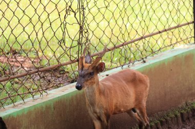 A deer is entertaining tourists with its action at the Semarang Zoo.