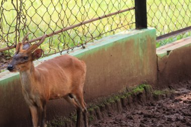 A deer is entertaining tourists with its action at the Semarang Zoo.