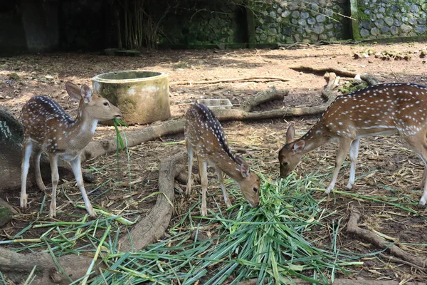 A spotted deer is playing tricks on a friend eating green grass at the Semarang Zoo.