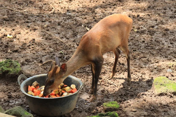 A deer is entertaining tourists with its action at the Semarang Zoo.