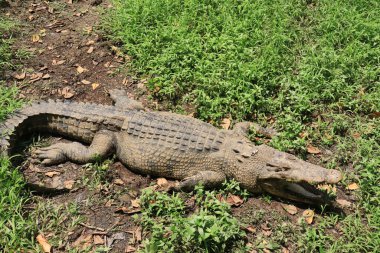 Güneşli bir Aralık sabahı, güneşin altında güneşli bir bataklık, semarang hayvanat bahçesi yakınında dinlenen bir Nil timsahının portresi.