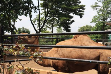camels entertain tourists with their actions at the Semarang Zoo