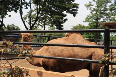 camels entertain tourists with their actions at the Semarang Zoo
