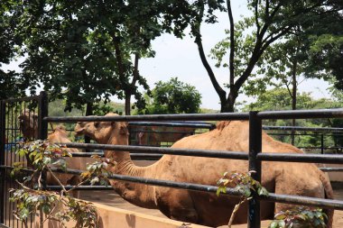 camels entertain tourists with their actions at the Semarang Zoo