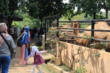 Semarang, December 2022. Visitors, parents and children, enjoy a tour of the Semarang Zoo.