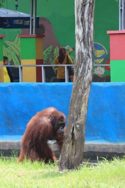 orangutans entertaining tourists with their actions