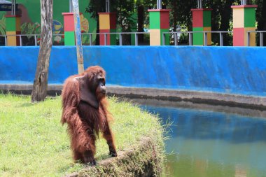 orangutans entertaining tourists with their actions