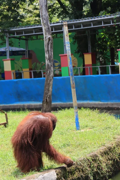 orangutans entertaining tourists with their actions
