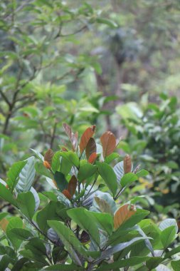 cool and fresh natural scenery with trees during the day pijar garden