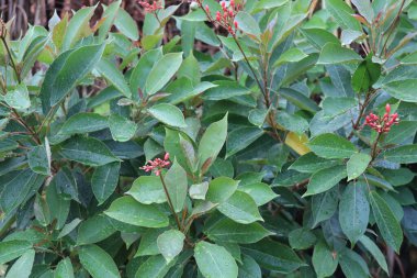 Jatropha integerrima ya da Peregrina, öforbi familyasından bir bitki türü..