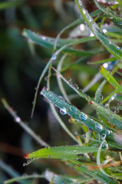 Leaf patch exposed to bright green water morning dew perched on glossy leaves, surrounded by lush greenery and water drops.