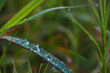 Leaf patch exposed to bright green water morning dew perched on glossy leaves, surrounded by lush greenery and water drops.