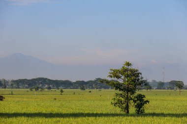 A lush, rural landscape of marshy paddy fields and pastures, filled with grasses and crops beneath a vast sky streaked with clouds.