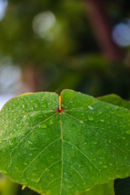 Leaf patch exposed to bright green water morning dew perched on glossy leaves, surrounded by lush greenery and water drops.