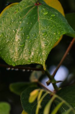 Leaf patch exposed to bright green water morning dew perched on glossy leaves, surrounded by lush greenery and water drops.