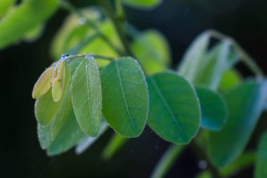 Leaf patch exposed to bright green water morning dew perched on glossy leaves, surrounded by lush greenery and water drops.