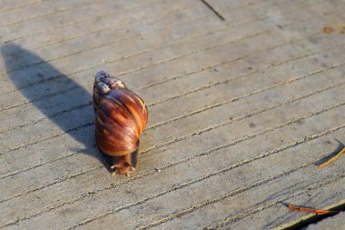 Peaceful day on the paving road, featuring one gastropod mollusk slowly making its way through the stone paving.