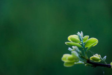 Leaf patch exposed to bright green water morning dew perched on glossy leaves, surrounded by lush greenery and water drops.