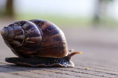 Peaceful day on the paving road, featuring one gastropod mollusk slowly making its way through the stone paving.