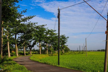 A lush, rural landscape of marshy paddy fields and pastures, filled with grasses and crops beneath a vast sky streaked with clouds.