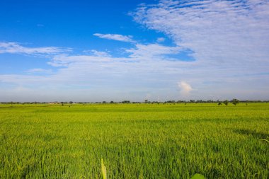 A lush, rural landscape of marshy paddy fields and pastures, filled with grasses and crops beneath a vast sky streaked with clouds.