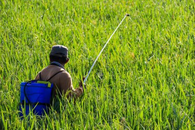 Kudus,December 2022. A lush, rural landscape of marshy paddy fields and pastures, filled with grasses and crops beneath a vast sky streaked with clouds.